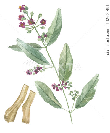 Watercolor sandalwood flowers and roots 132601491