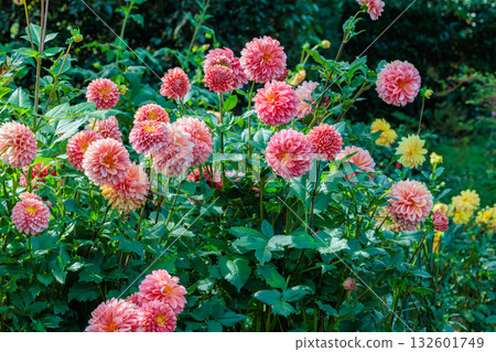 A beautiful scene of orange dahlia flowers with a beautiful gradation 132601749
