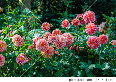 A beautiful scene of orange dahlia flowers with a beautiful gradation 132601750