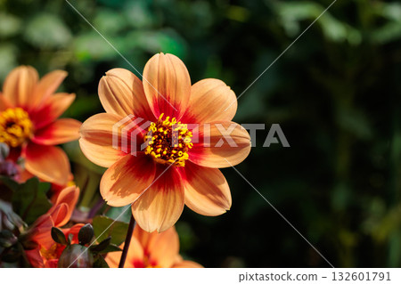 Beautiful orange dahlia flower with a red center blooming in a summer garden 132601791