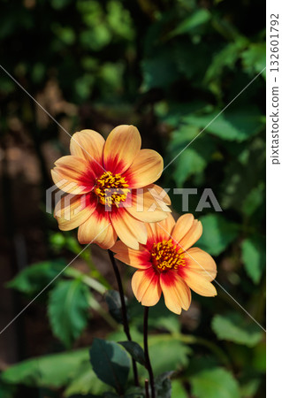 在夏日花園裡，一朵美麗的橙色大麗花盛開，花心呈現紅色。 132601792