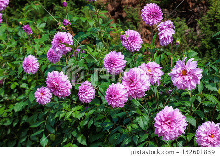 花園裡盛開著美麗的粉紅色大麗花。 132601839