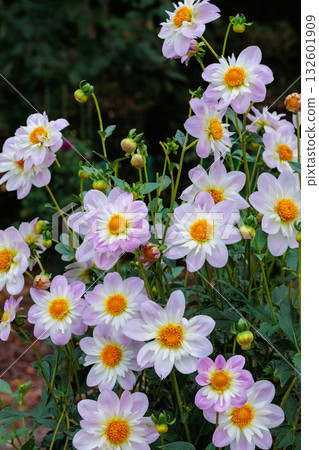 Pale pink dahlia flowers with white frills blooming beautifully in the garden 132601909