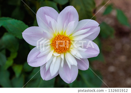 Pale pink dahlia flowers with white frills blooming beautifully in the garden 132601912