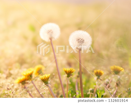 Dandelion fluff warmed by the setting sun 132601914