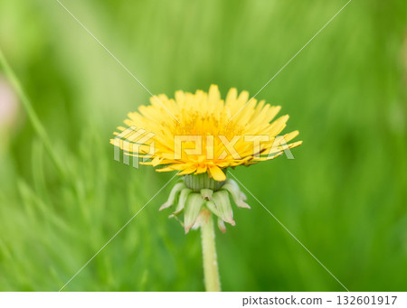 A single dandelion flower on a green background 132601917