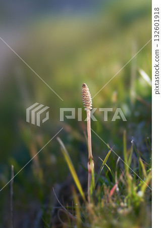 A single brush that grows on the bank 132601918