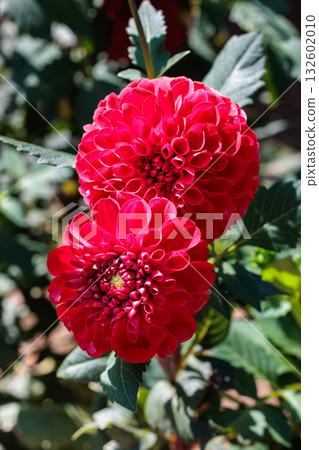 Close-up of beautiful blooming red dahlia flower in summer garden Close-up of beautiful blooming red dahlia flower in summer garden 132602010