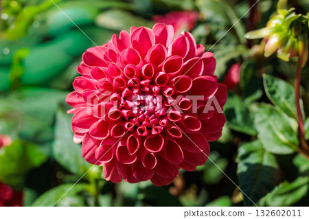 Close-up of beautiful blooming red dahlia flower in summer garden Close-up of beautiful blooming red dahlia flower in summer garden 132602011