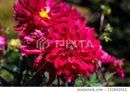 Close-up of beautiful blooming red dahlia flower in summer garden Close-up of beautiful blooming red dahlia flower in summer garden 132602012