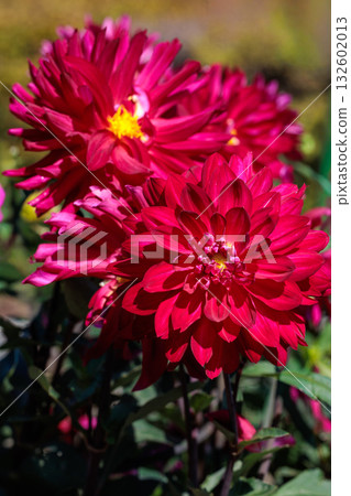 Close-up of beautiful blooming red dahlia flower in summer garden Close-up of beautiful blooming red dahlia flower in summer garden 132602013