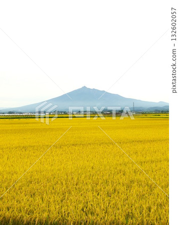 黃金米穗和岩木山 132602057