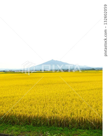 磐山和金燦燦的稻穗 磐山和金燦燦的稻穗 132602059
