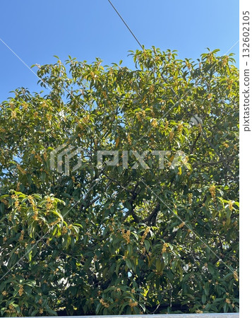 Kanemi and blue sky 132602105