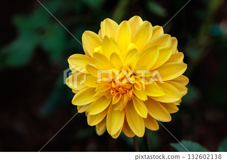 夏日花園裡盛開著美麗的黃色大麗花 132602138