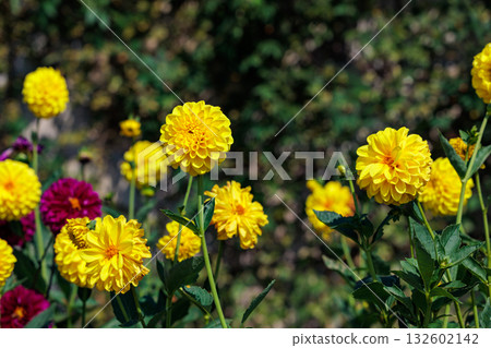 Beautiful yellow dahlia flowers blooming in the summer garden 132602142