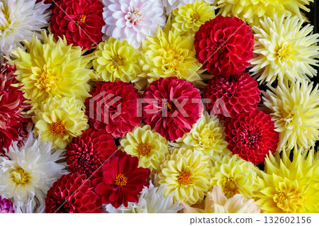 花園中水中漂浮著不同顏色的美麗大麗花 132602156