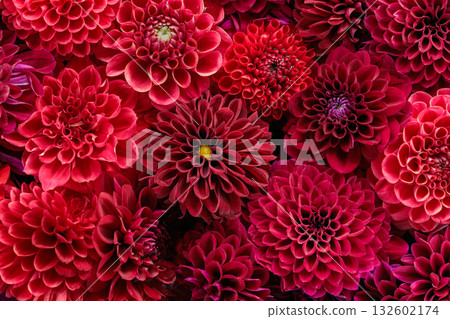 Beautiful red dahlia flowers floating in water in the garden Beautiful red dahlia flowers floating in water in the garden 132602174