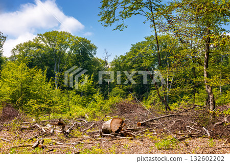 beech trees cut down in the deciduous forest. logs, trunks and stump on the ground. deforestation clearing background. carpathian nature scenery of ukraine in summer. devastating harvesting problem beech trees cut down in the deciduous forest. logs, trunks and stump on the ground. deforestation clearing background. carpathian nature scenery of ukraine in summer. devastating harvesting problem 132602202