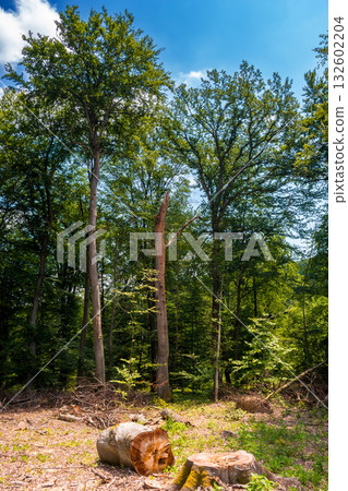 beech trees cut down in the deciduous forest. logs, trunks and stump on the ground. deforestation clearing background. carpathian nature scenery of ukraine in summer. devastating harvesting problem beech trees cut down in the deciduous forest. logs, trunks and stump on the ground. deforestation clearing background. carpathian nature scenery of ukraine in summer. devastating harvesting problem 132602204