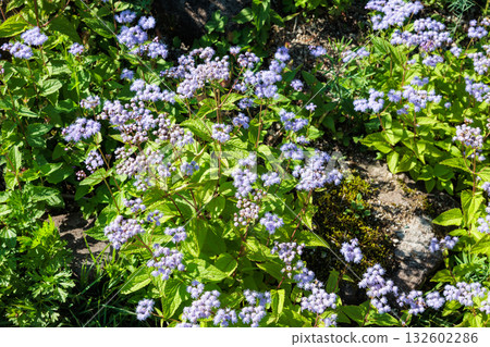 Eupatorium celestinum flowers blooming in the summer garden Eupatorium celestinum flowers blooming in the summer garden 132602286
