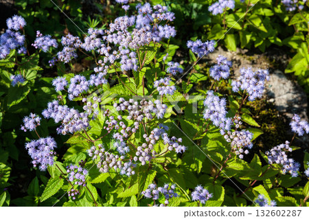 夏日花園裡盛開的藍花澤蘭(Eupatorium celestinum) 夏日花園裡盛開的藍花澤蘭(Eupatorium celestinum) 132602287