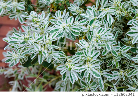 大戟在夏季花園中盛開 大戟在夏季花園中盛開 132602341