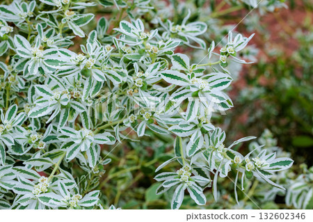 Euphorbia marginata blooming in the summer garden 132602346