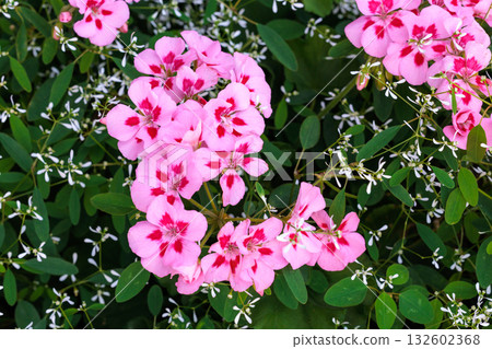 花園裡盛開著美麗的粉紅色天竺葵花 132602368