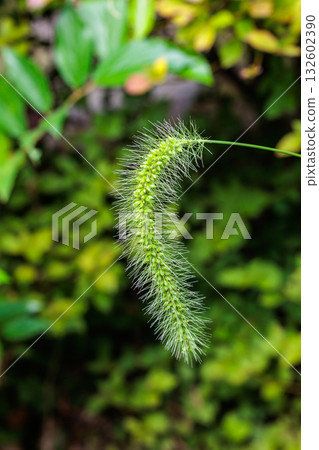 Close-up of green foxtail in an autumn park 132602390