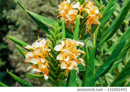 A close-up of Daniel Weeks' Hardy Ginger Lily flowers blooming beautifully in the garden 132602403