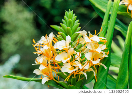 A close-up of Daniel Weeks' Hardy Ginger Lily flowers blooming beautifully in the garden A close-up of Daniel Weeks' Hardy Ginger Lily flowers blooming beautifully in the garden 132602405