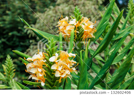 A close-up of Daniel Weeks' Hardy Ginger Lily flowers blooming beautifully in the garden A close-up of Daniel Weeks' Hardy Ginger Lily flowers blooming beautifully in the garden 132602406