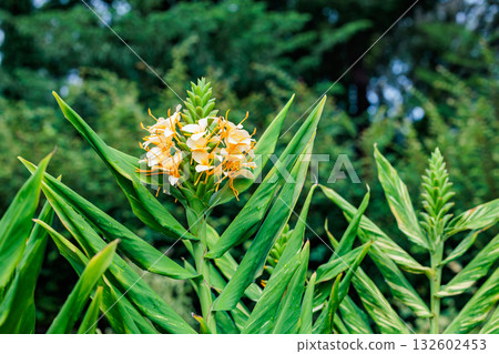 Daniel Weeks Hardy Ginger Lily flowers blooming beautifully in the garden Daniel Weeks Hardy Ginger Lily flowers blooming beautifully in the garden 132602453