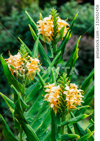 丹尼爾·威克斯的耐寒薑花在花園裡盛開得非常美麗 丹尼爾·威克斯的耐寒薑花在花園裡盛開得非常美麗 132602456