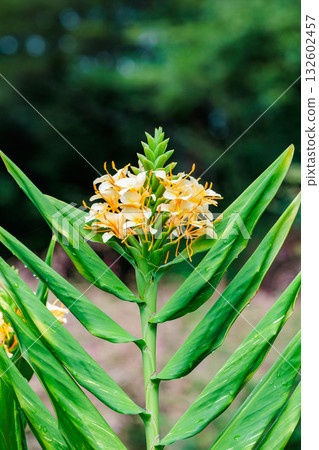 丹尼爾·威克斯的耐寒薑花在花園裡盛開得非常美麗 丹尼爾·威克斯的耐寒薑花在花園裡盛開得非常美麗 132602457