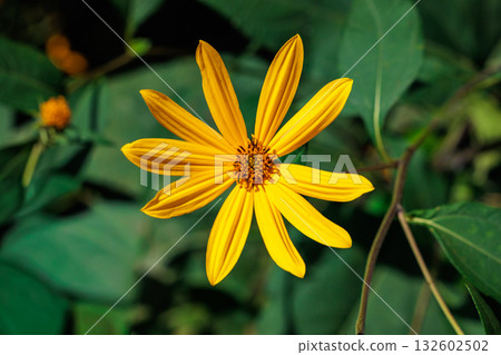 Helianthus flowers bloom vividly in the autumn sky Helianthus flowers bloom vividly in the autumn sky 132602502