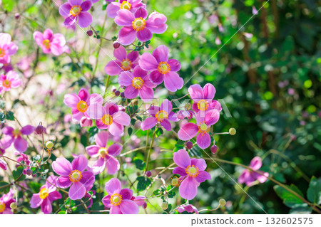 Beautiful psyllium Diana flower blooming in the garden 132602575