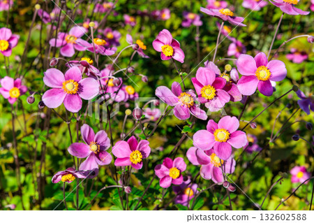 Beautiful psyllium Diana flower blooming in the garden Beautiful psyllium Diana flower blooming in the garden 132602588