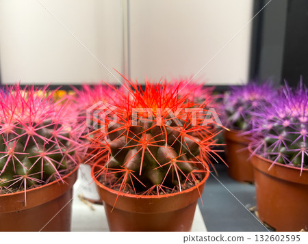 Potted cacti featuring vibrant, colorful sharp spines, creating a striking decorative display for modern home interiors and ornamental botanical plant collections Potted cacti featuring vibrant, colorful sharp spines, creating a striking decorative display for modern home interiors and ornamental botanical plant collections 132602595