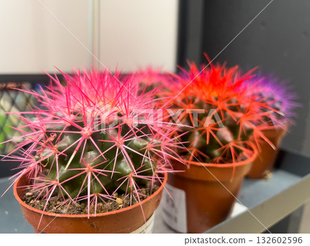 Vibrant pink colored spines on a unique decorative potted cactus plant, highlighting modern home decor and gardening trends for sale 132602596