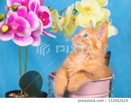 Cute ginger kitten sits in a small garden bucket next to a phalaenopsis flower. Garden concept 132602629