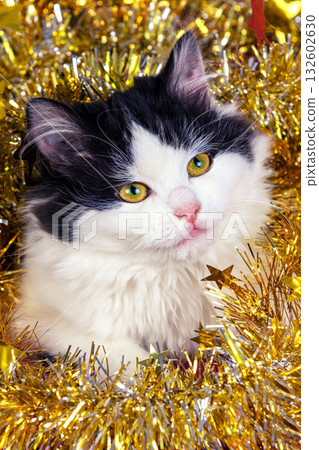 Funny little kitten wrapped in Christmas glitter garland 132602630