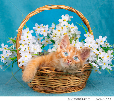 Cute red little kitten sitting in a basket with flowers on a blue background 132602633