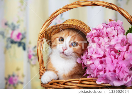 Cute ginger kitten wearing a straw hat sitting in a basket with hydrangeas 132602634