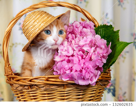 Cute ginger kitten wearing a straw hat sitting in a basket with hydrangeas Cute ginger kitten wearing a straw hat sitting in a basket with hydrangeas 132602635