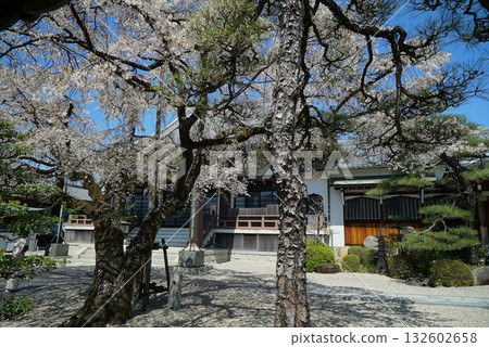 古朔院的藍天和櫻花。 132602658