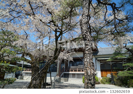 古朔院的藍天和櫻花。 132602659