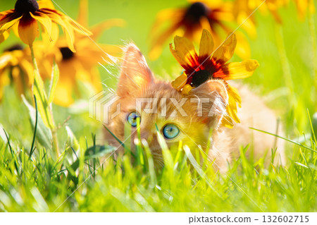 Cute little ginger kitten on a lawn with Rudbeckia hirta flowers in a summer garden Cute little ginger kitten on a lawn with Rudbeckia hirta flowers in a summer garden 132602715