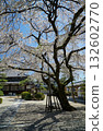 古朔院的藍天和櫻花。 132602770
